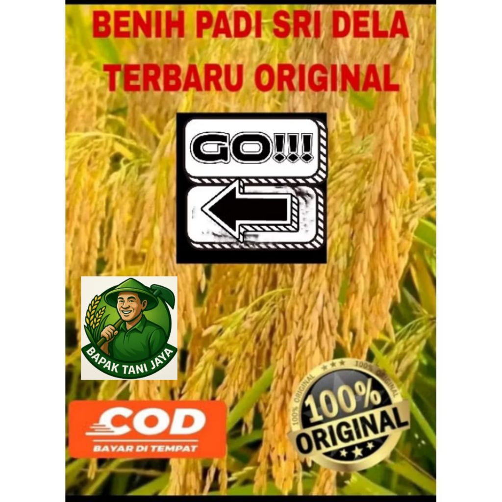 benih padi SRI DELA kualitas unggul 5KG
