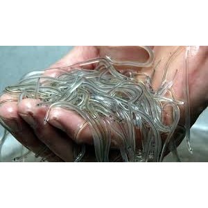 bibit sidat glass eel super premium isi 50 ekor