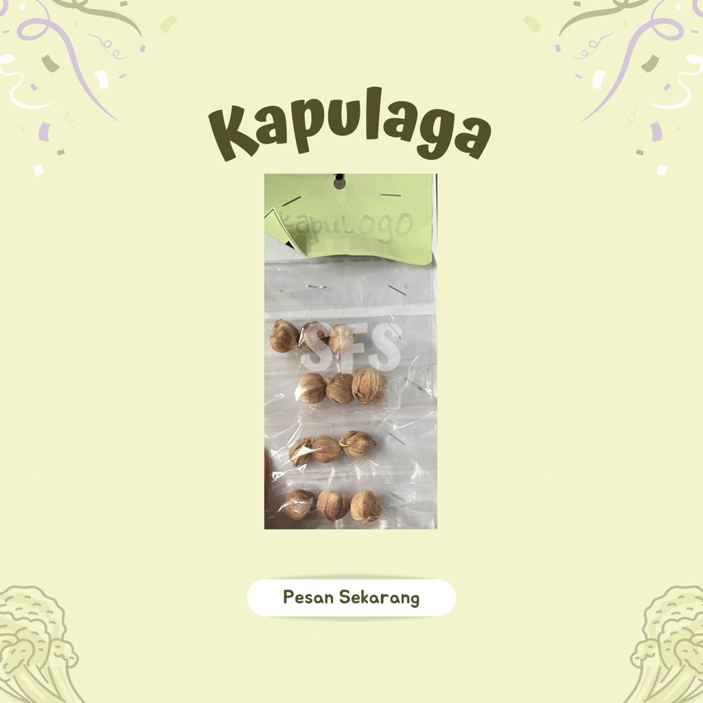 

Kapulaga Kapulogo - Sayur Fresh Solo