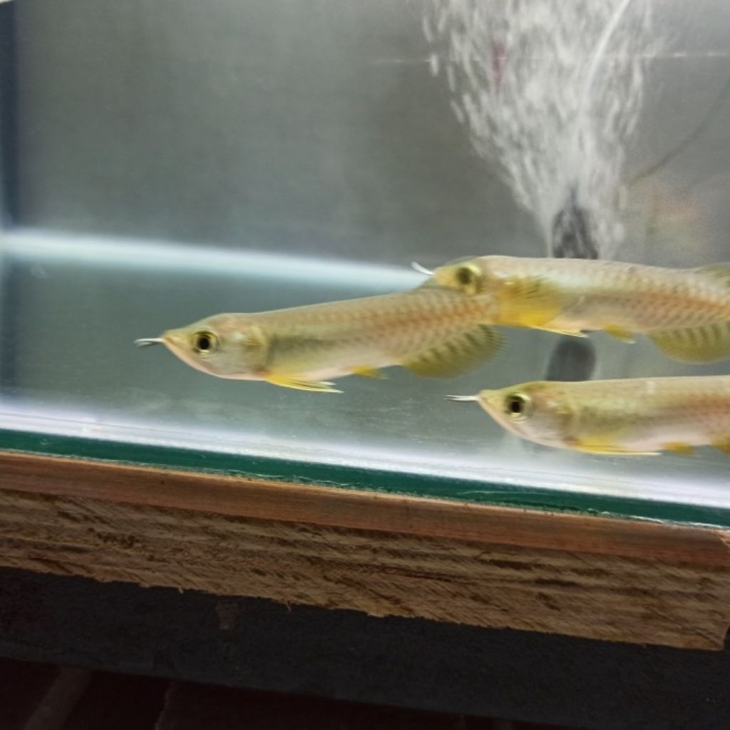 Pajangan Golden Red (HB) ±8cm lengkap Sertifikat