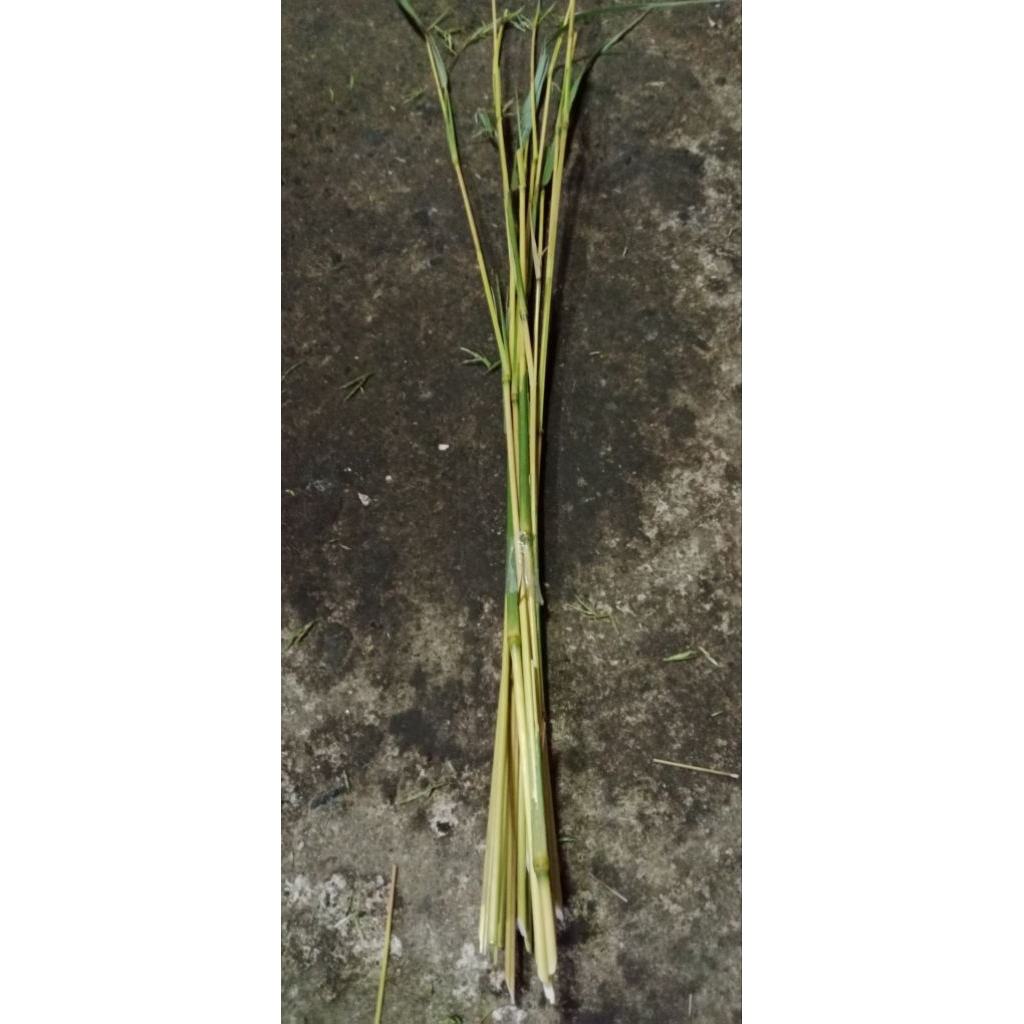 

bambu sereh merah sereh wangi sereh lanang