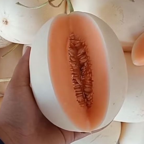 

Melon Sweet Kirani Hidroponik / Berat 900gr - 1.3kg