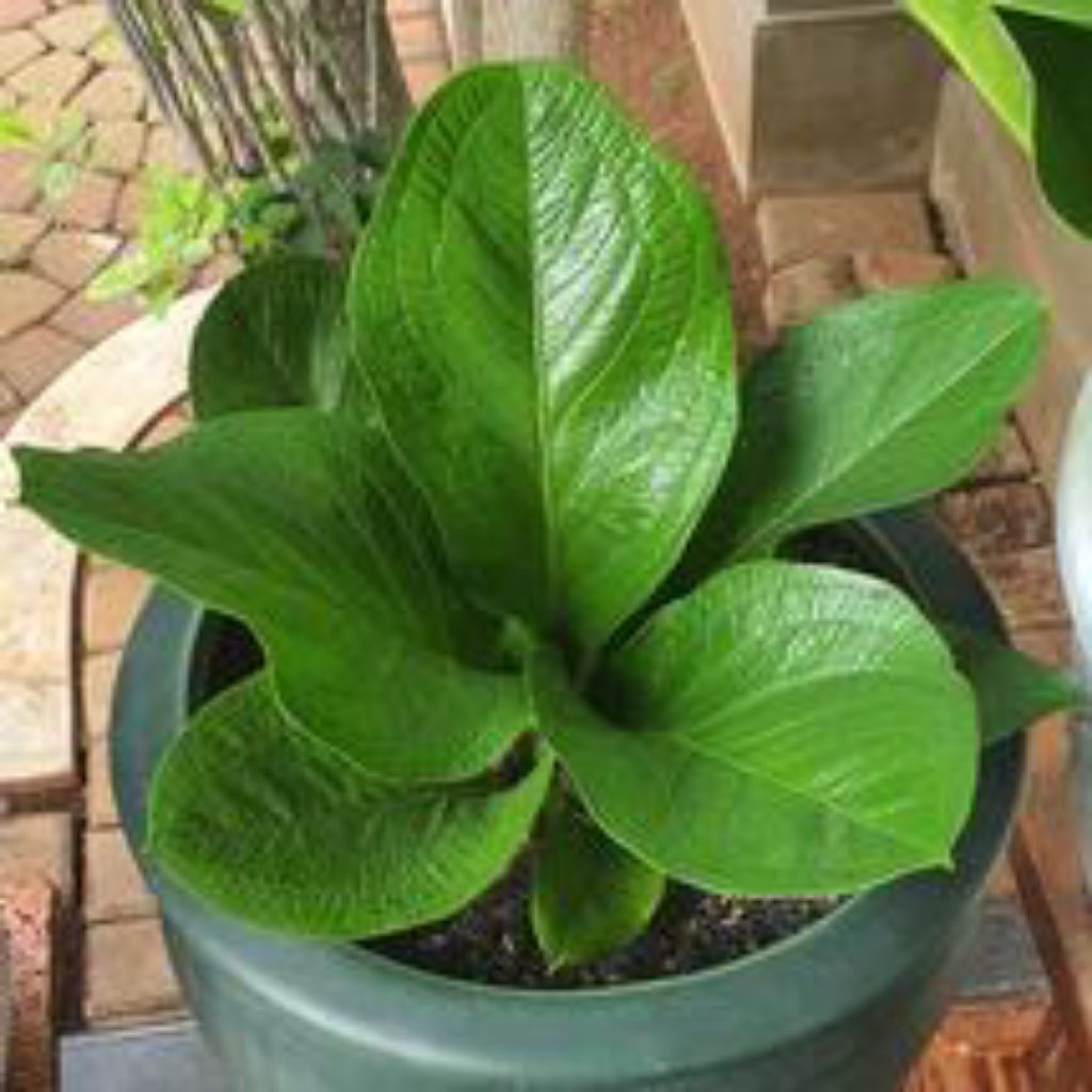 Anthurium supernova - Tanaman hias anthurium supernova - jemani supernova