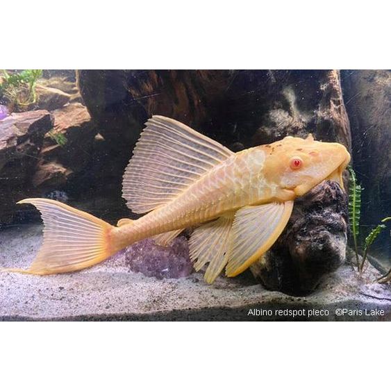Ikan Sapu Sapu Albino / Ikan Pemakan Lumut / Ikan Pembersih Aquarium