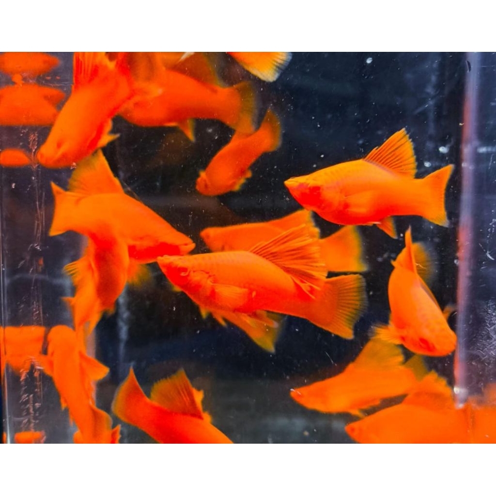 Platy Red Blood HIGH FIN