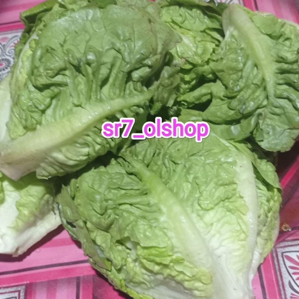 

Baby Romaine/ Bayi Selada/ Lettuce Romaine