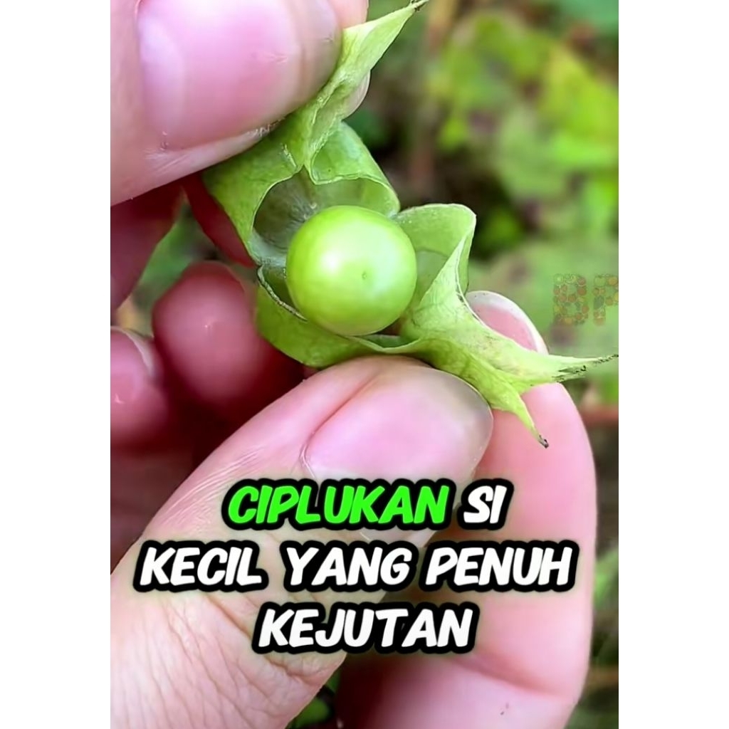 

100gr buah ciplukan muda