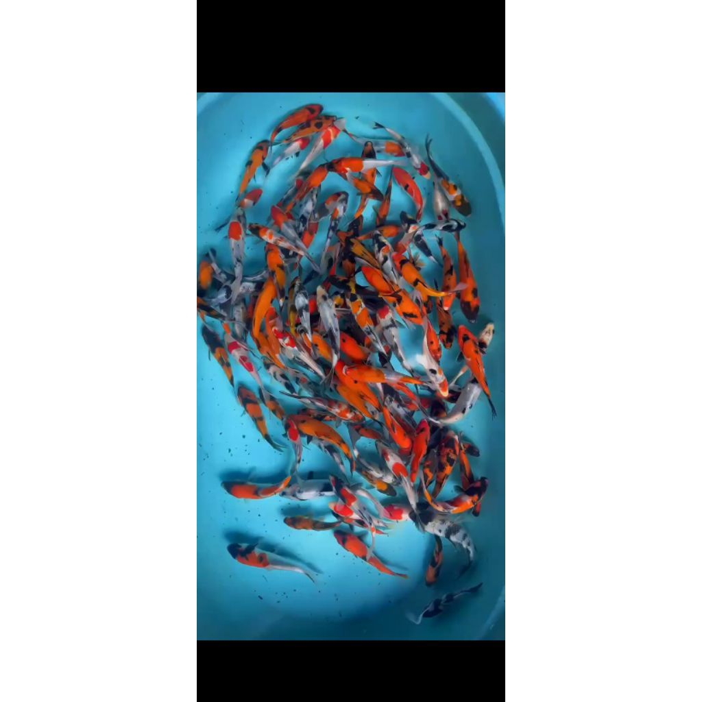 BIBIT/ANAKAN IKAN KOI BLITAR MINI/KECIL/MINION MIX/CAMPUR 10-15 CM