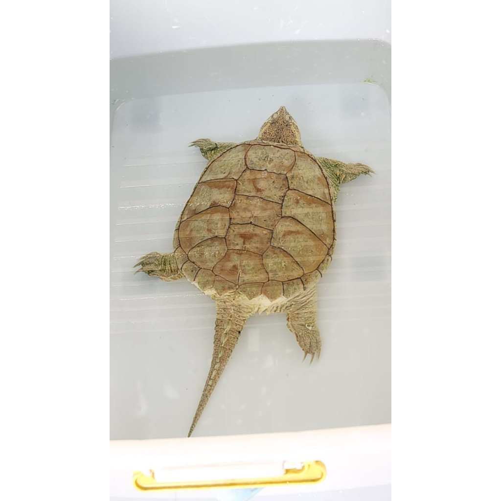 Common Snapping Turtle - Rare Exotic Reptile - Reptil Langka