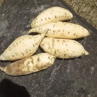 

Ubi Cilembu Oven Kualitas Terjamin!
