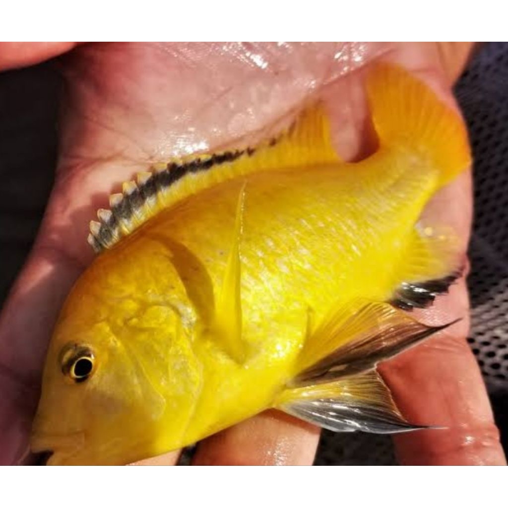 hiyasan Akuarium//child lemon..//ikan//hiyasan