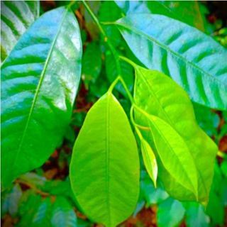 

DAUN PALA FRESH 100 LEMBAR OBAT HERBAL TRADISIONAL