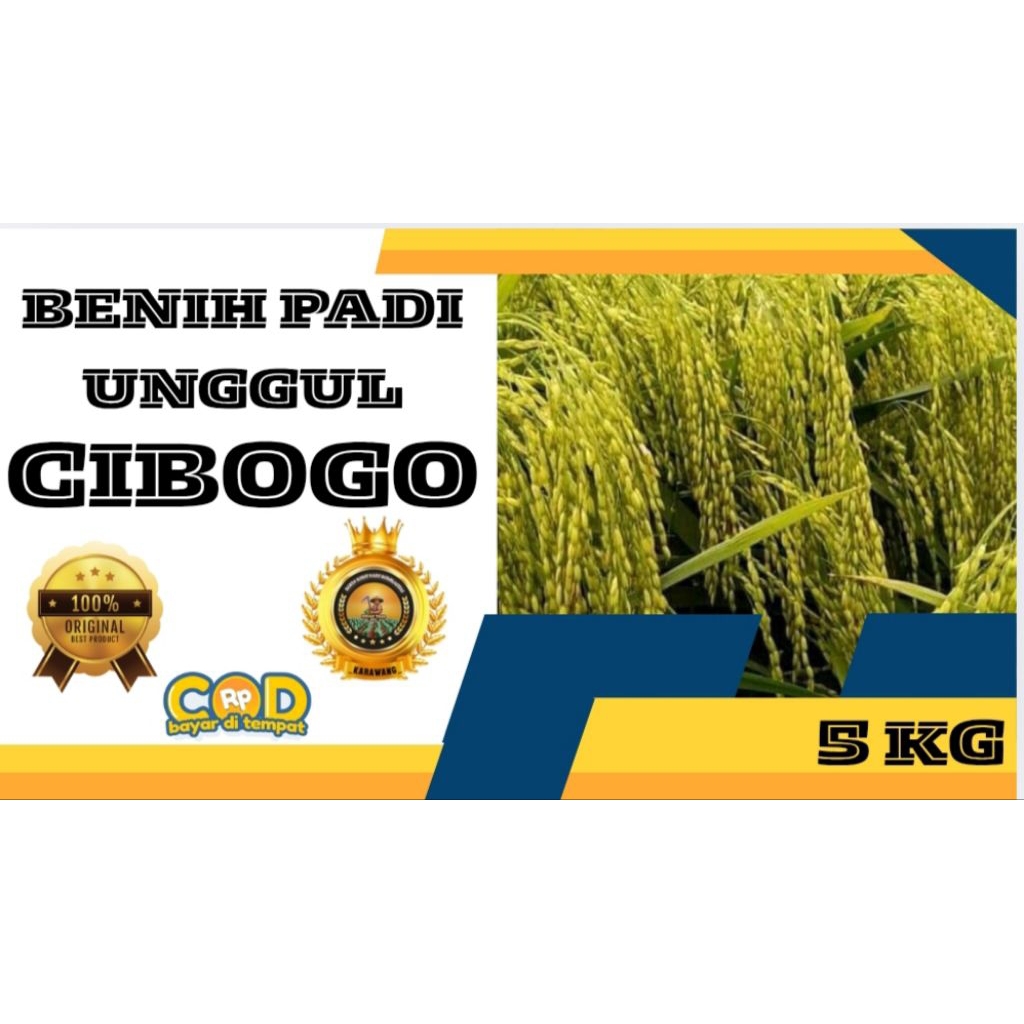 BENIH PADI UNGGUL CIBOGO BERKUALITAS KEMASAN 5KG