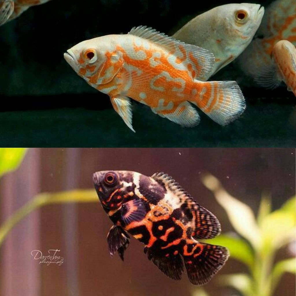 Ikan Hias Oscar Tiger Size S Oscar Tiger Black Tiger Albino Oscar Batik Hitam Batik Albino Hiasan Aq