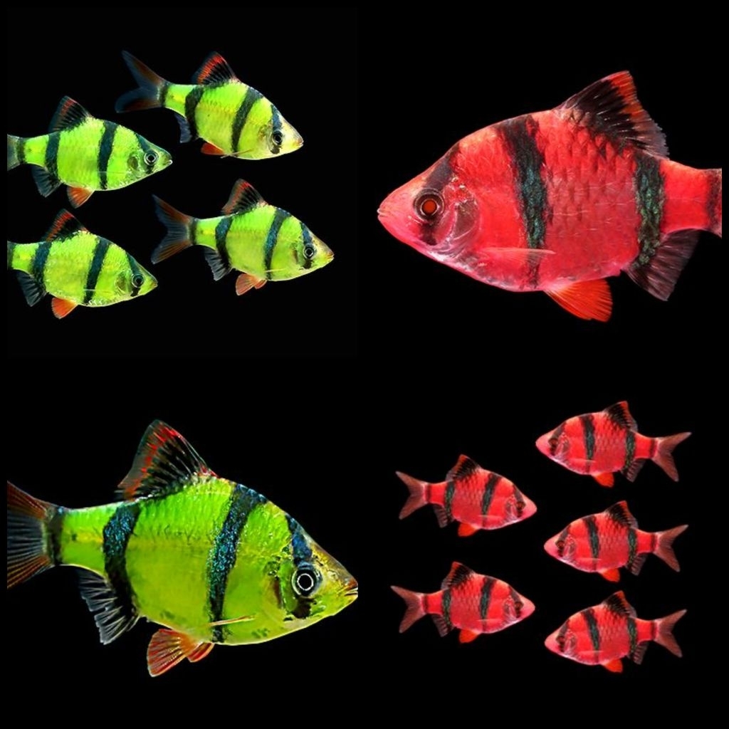Ikan Hias Tiger Barb Glofish Pink Hijau Size S Hiasan Aquarium Kolam Tank Aquascape