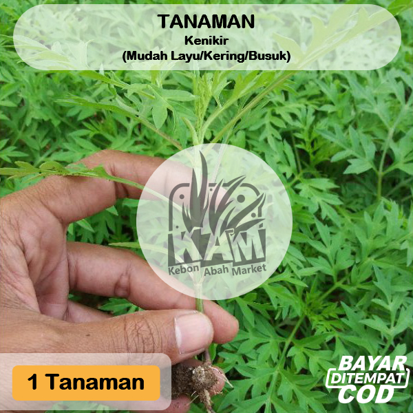 

Daun Ramidang Randa Midang Kenikir Per 1 Tanaman Suring