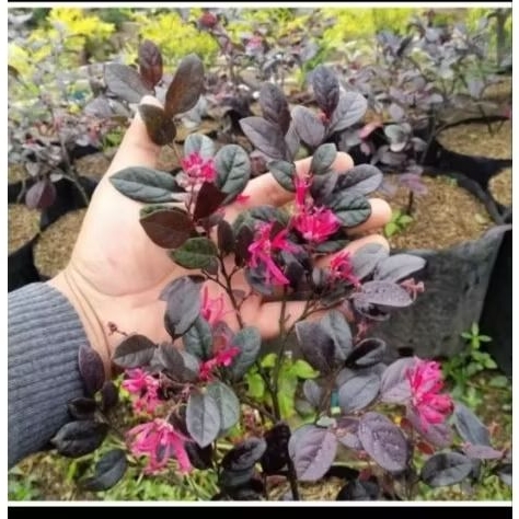 tanaman hias bunga Pitaloka serut merah Semarang Jawa tengah jateng