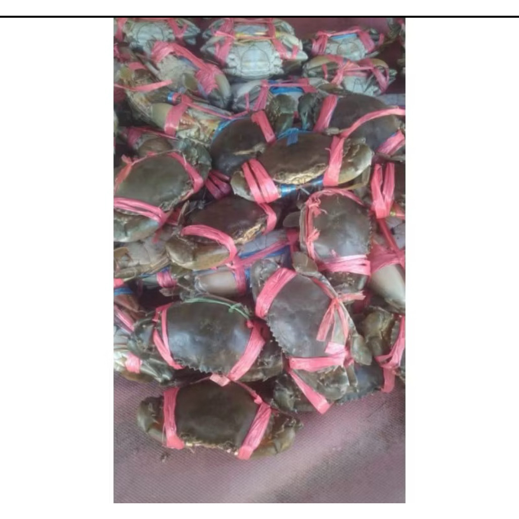 

Kepiting 1kg Isi 4 Frozen