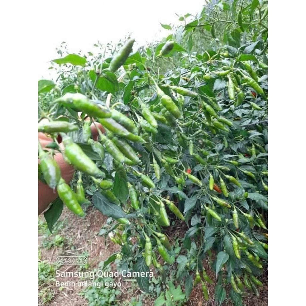 Benih bibit varietas 22