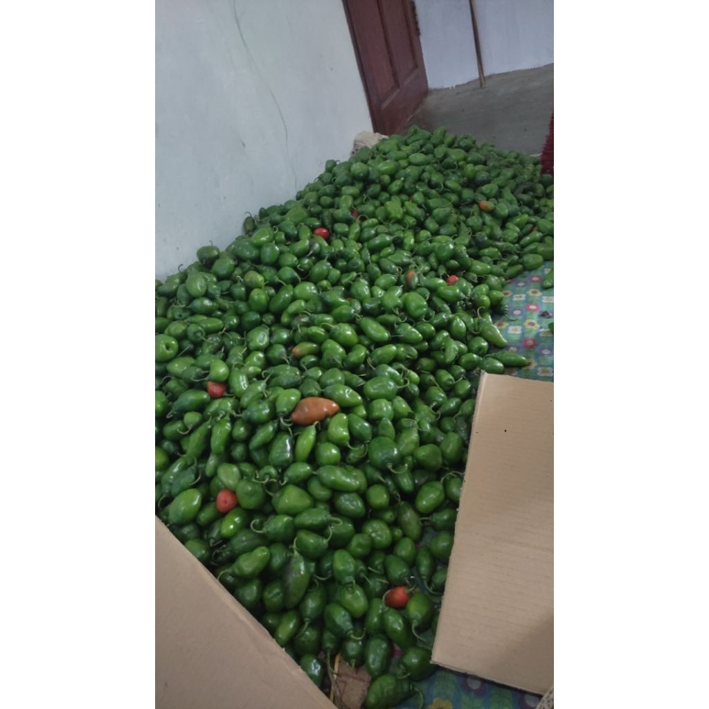 

cabe gendot 2kg