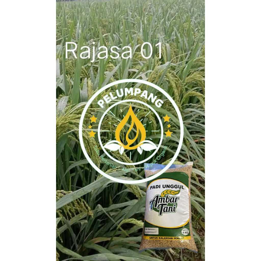 BENIH PADI RAJASA 01 KEMASAN 5kg