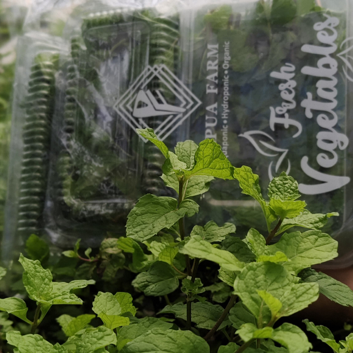 Sablon Plastik Kemasan Hidroponik Plastik Custom Desain Sablon 1 Warna Minimal Order 500 Pcs