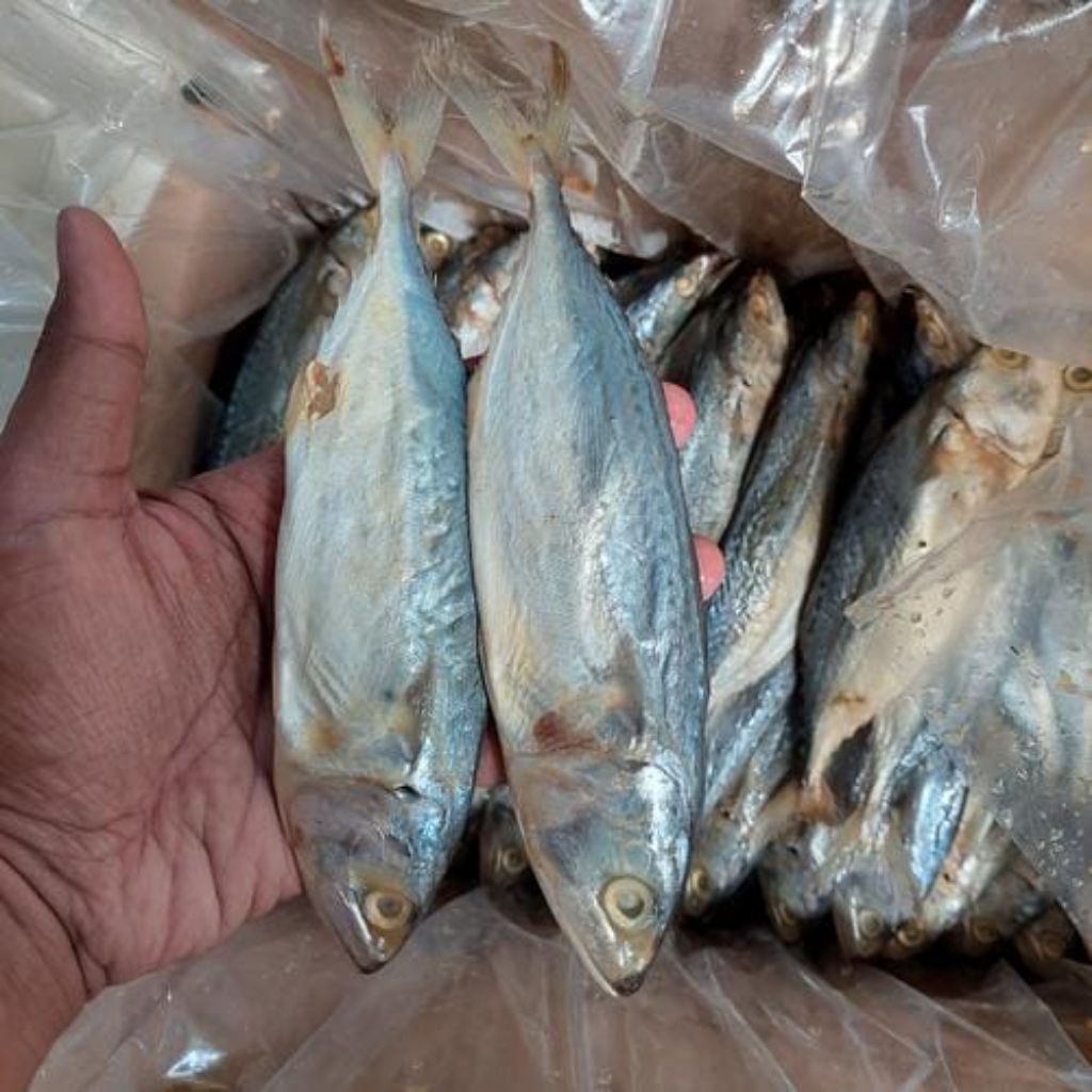 

IKAN ASIN PEDA PUTIH