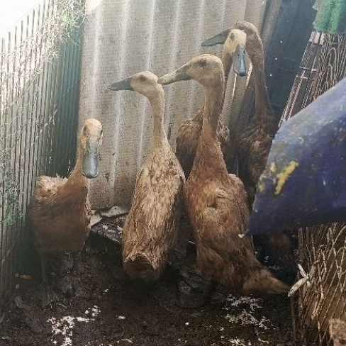 

bebek sawah petelur remaja