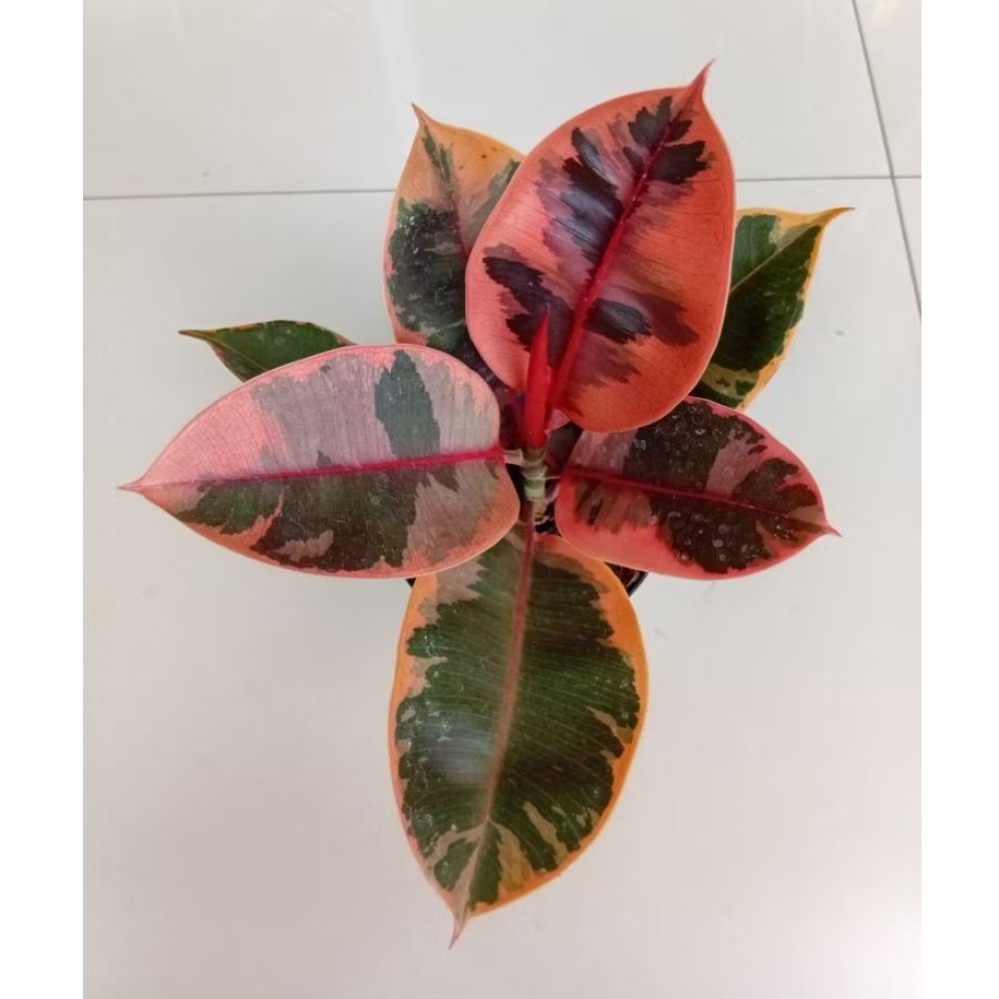Tanaman Hias Ficus Ruby Elastica