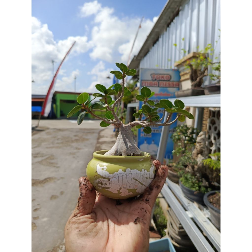 bonsai dolar mikro ORI mame