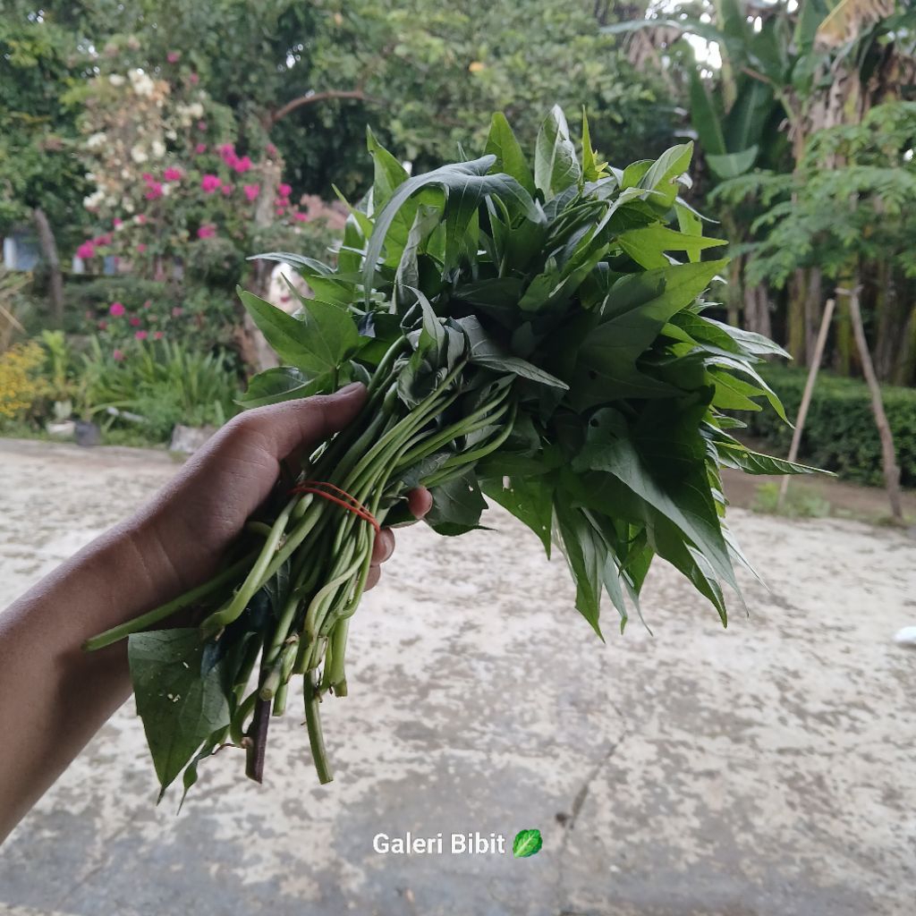 

Fresh cut ketela Rambat / ubi jalar (1 ikat)