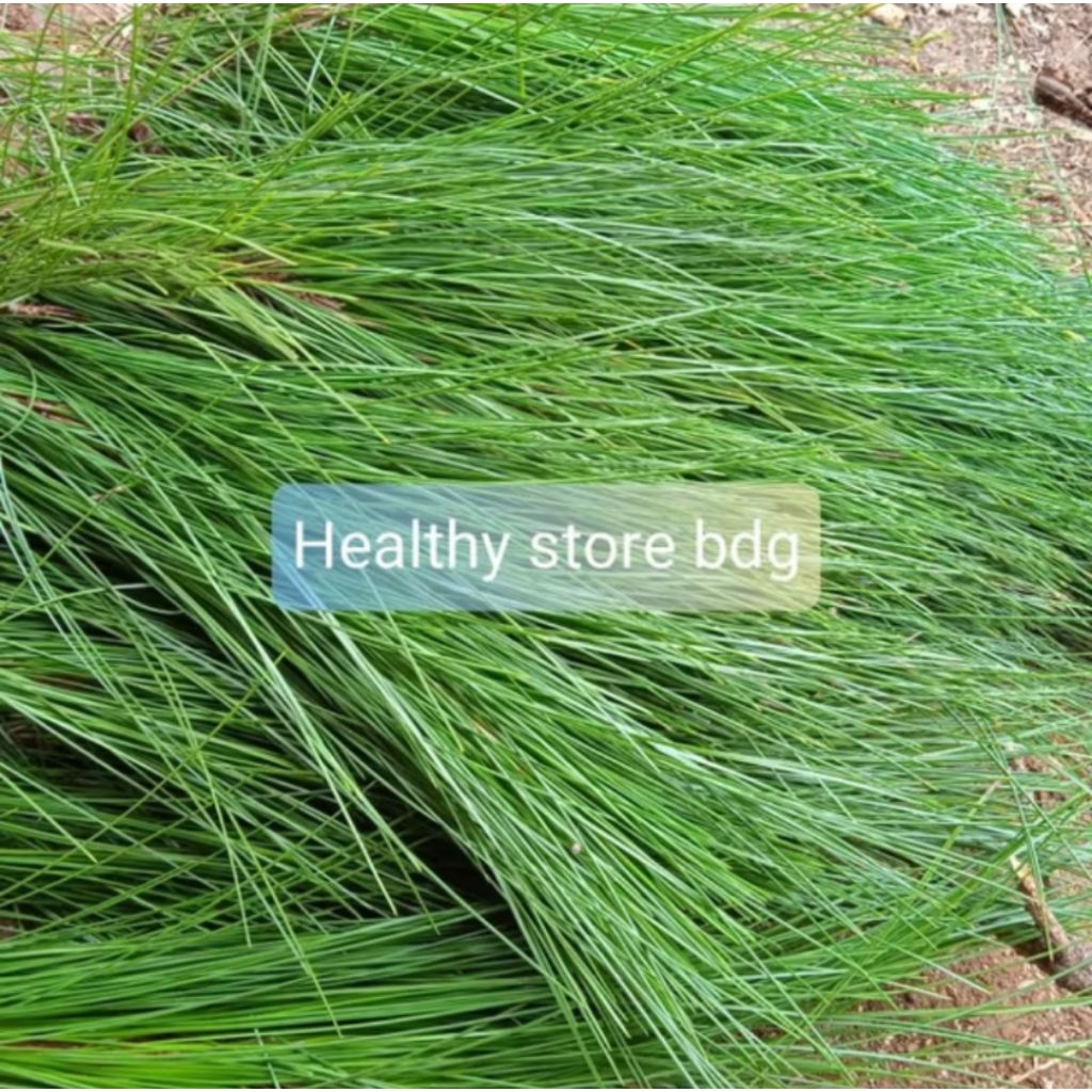 

Daun pinus segar UTUH tanpa lepas dari batang Paket 10 KG