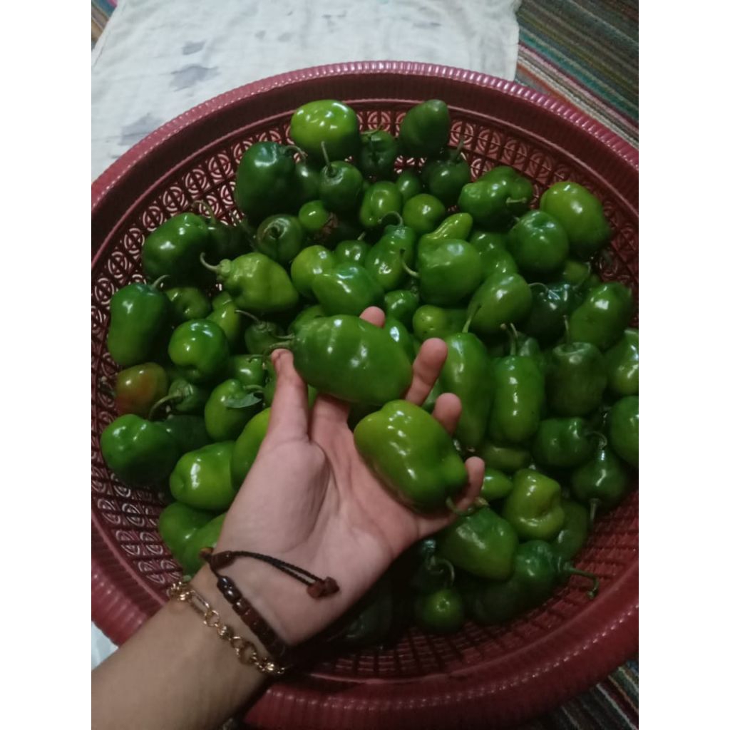 

1/2 ( setengah kilo) cabe gendot dieng viral