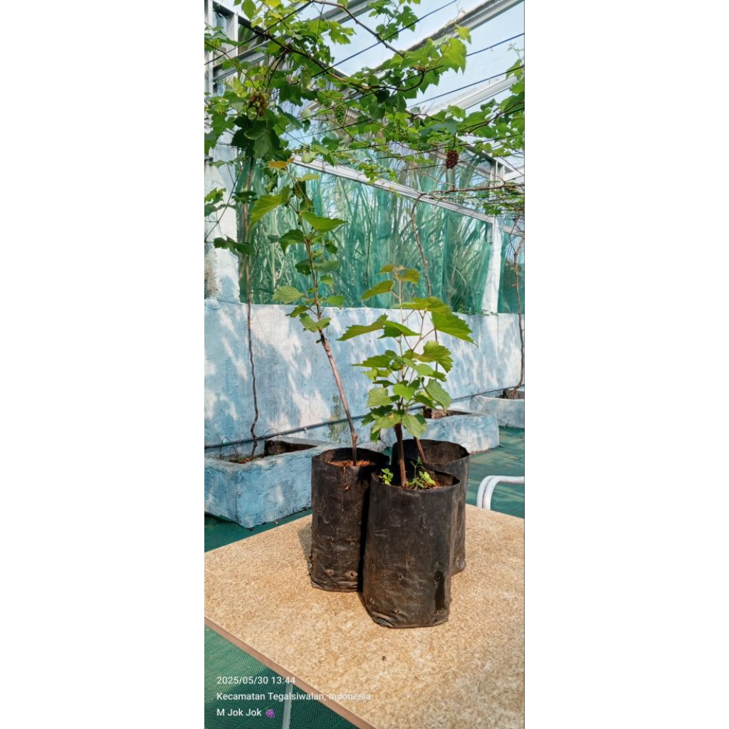 Bibit Anggur Rootstock  / Batang Bawah Paulsen 1103P