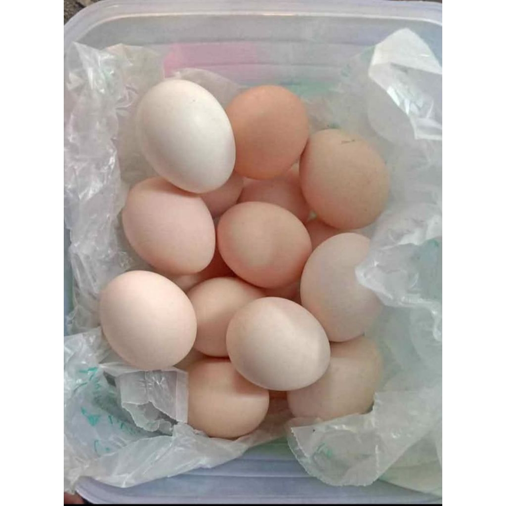 

Telur Ayam Kampung per butir