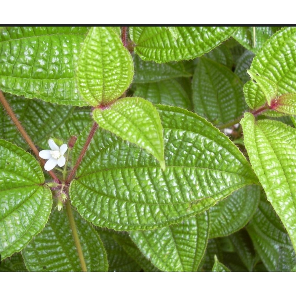 

Daun senduduk bulu daun harendong bulu 250 gram