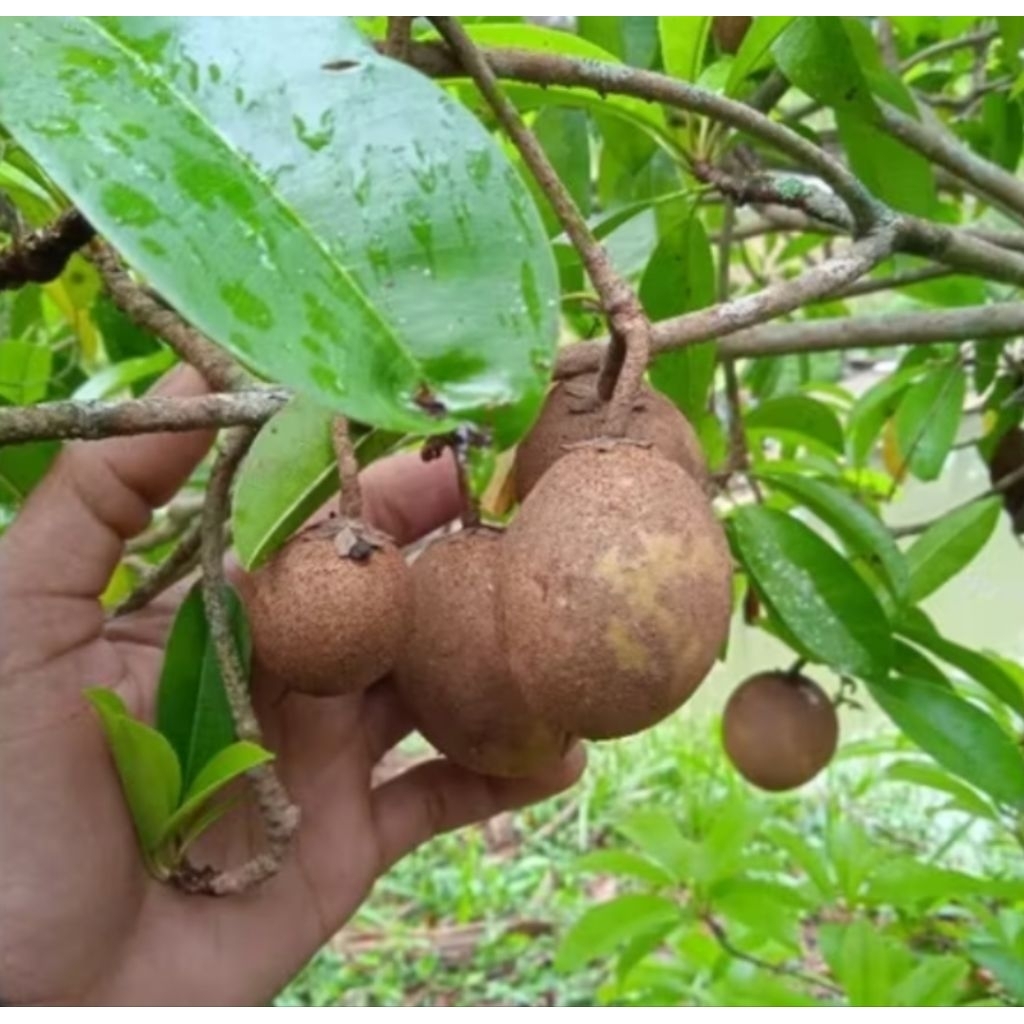 

Buah sawo muda buah sawo mentah 1 kg petik langsung-az