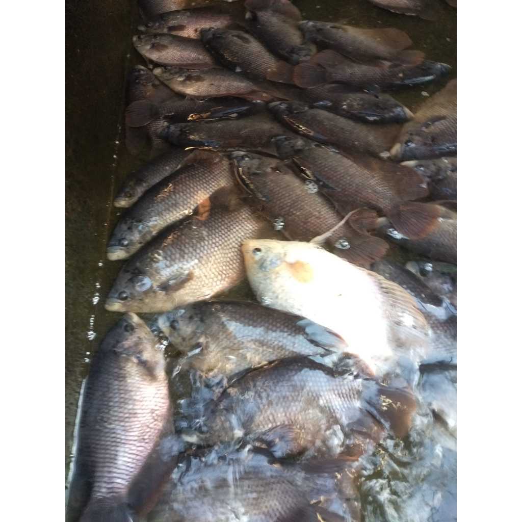 

Jual Gurame Konsumsi Isi 2-4 Hanya Bantu Promosi