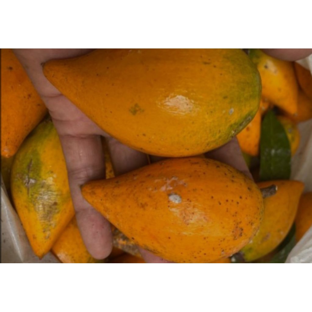 

sawo alkesah / sawo mentega sawo berkhasiat 1kg