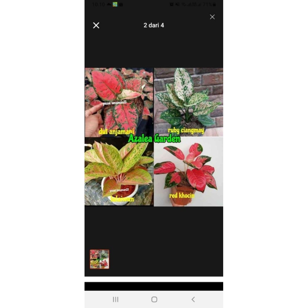 Aglonema Lokal Paket 4 Macam