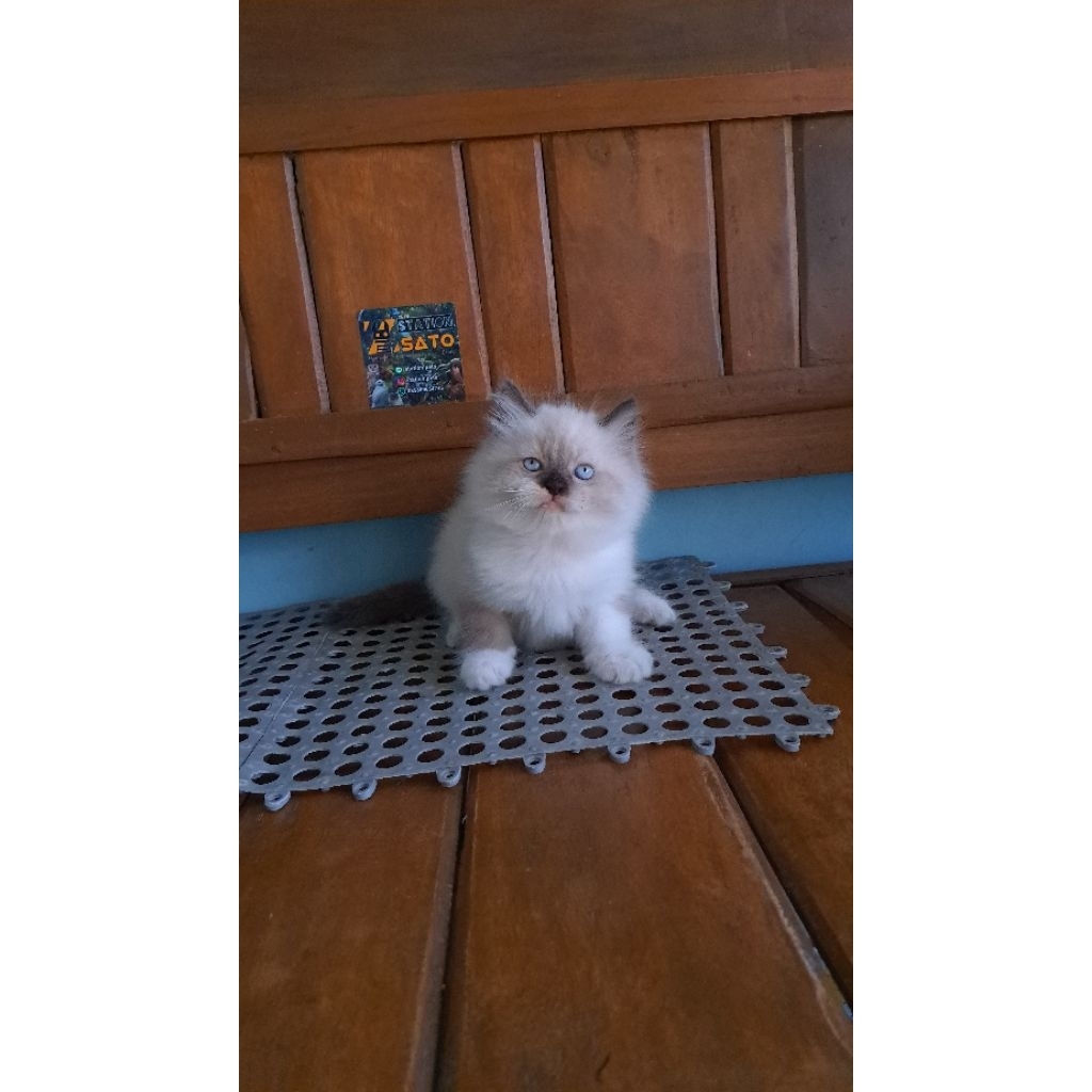 kucing himalaya ragdoll lucu