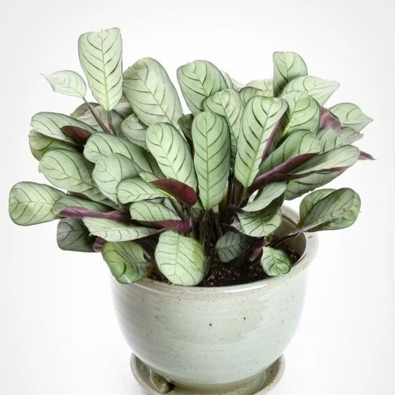 TERMURAH TANAMAN HIAS CALATHE TULANG IKAN - CALATHEA SEPAT SILVER - TANAMAN HIDUP INDOOR CALATHEA