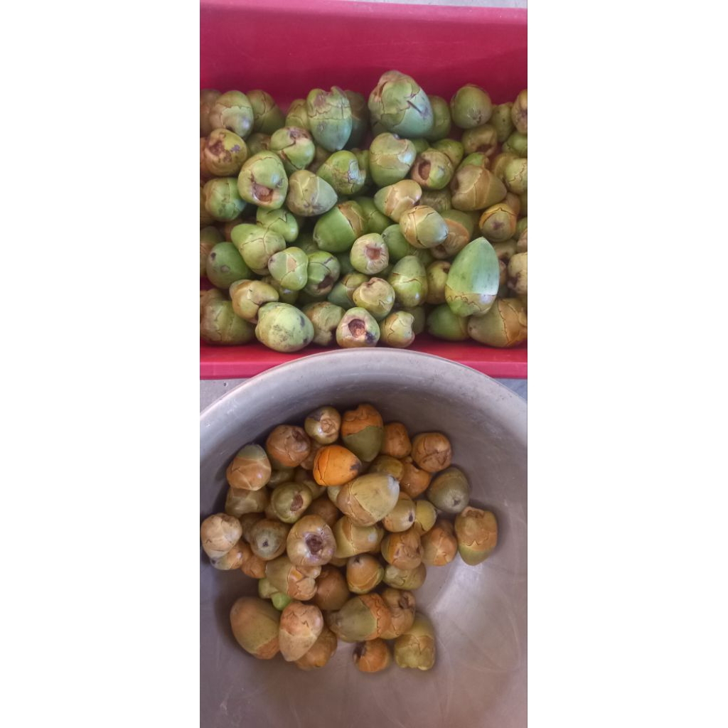 

Beluluk Kelapa Hijau / Beluluk kelapa gading 10 Pcs