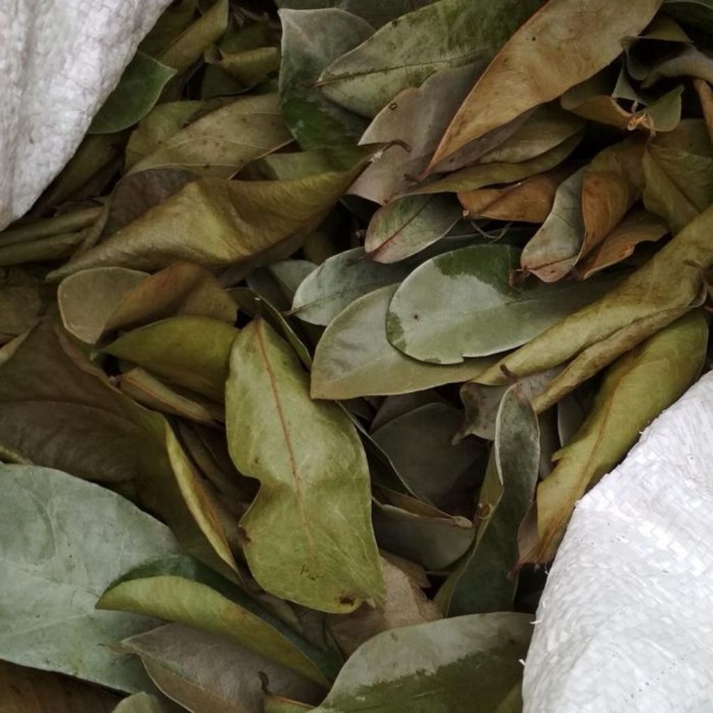 

Daun sirsak kering