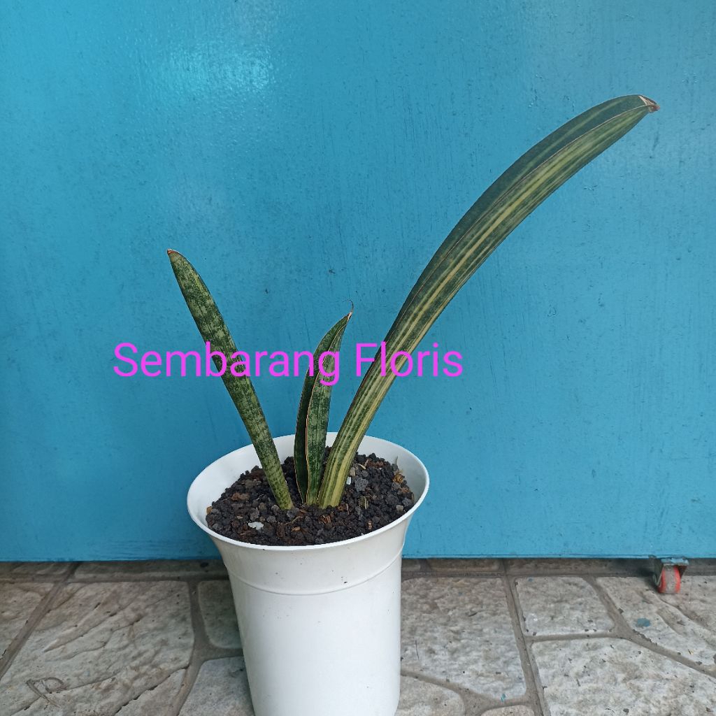 Sansevieria Baseball Variegata/Sansevieria Hallii Baseball Variegata