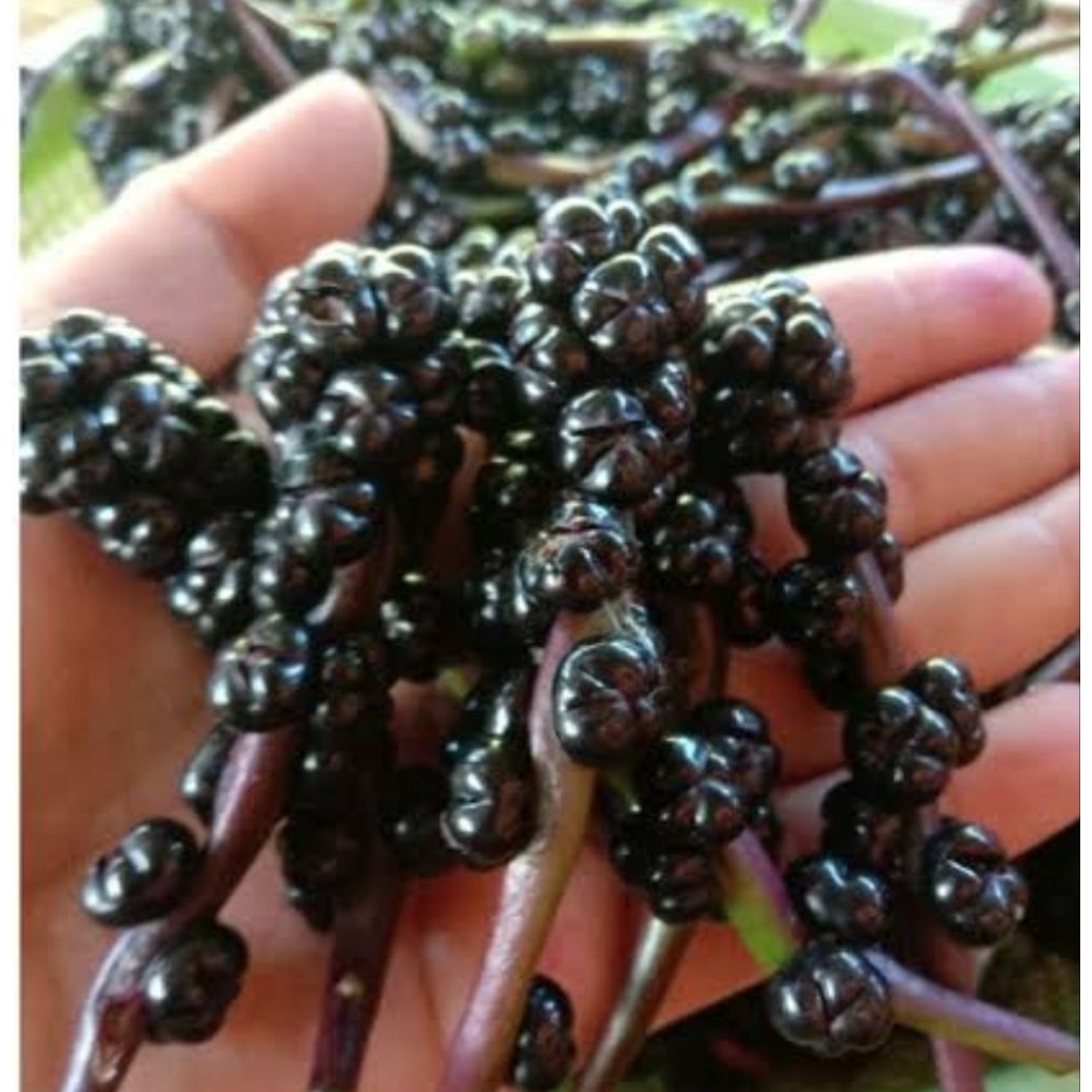 

Buah angkung segar petik langsung 200 butir-az