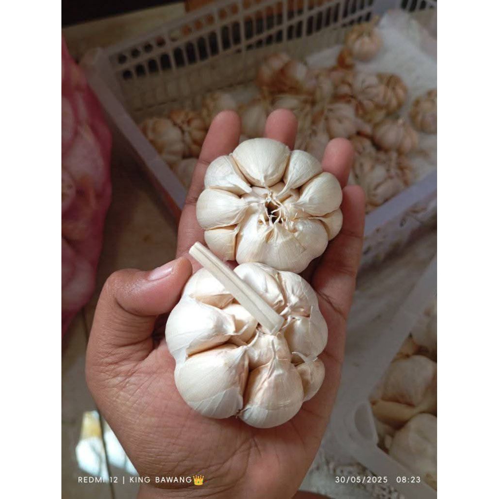 

Bawang Putih Bersih 1 Kg