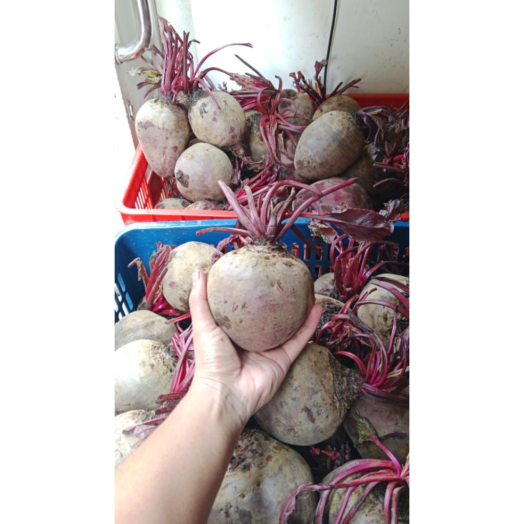 

Buah bit ukuran JUMBO 1 kg