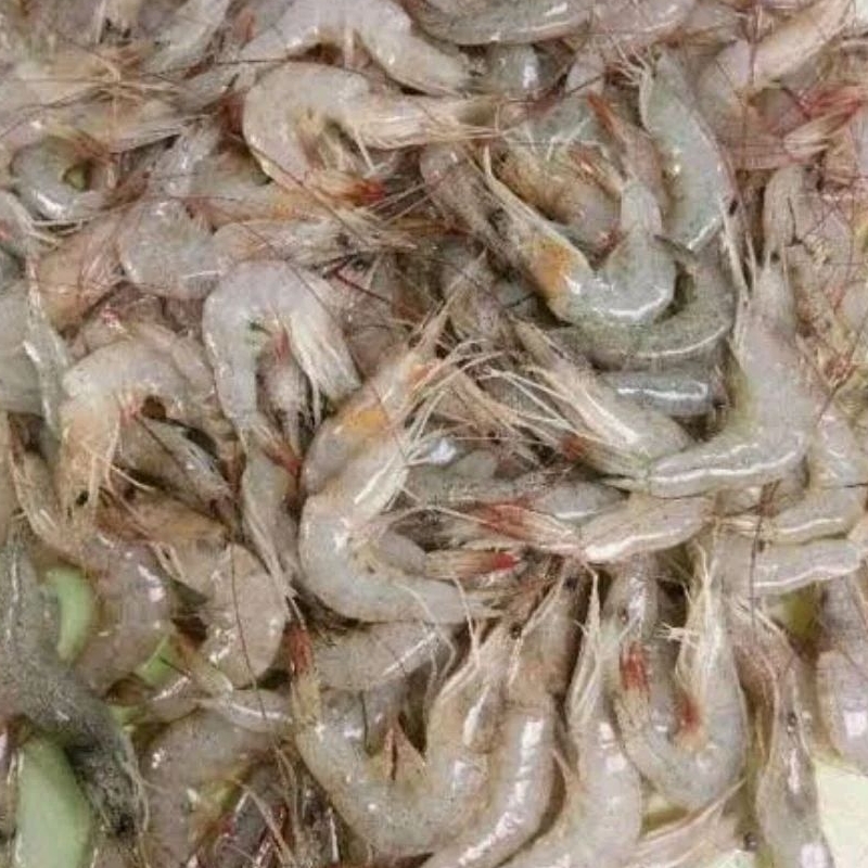 

Udang segar ukuran S-M