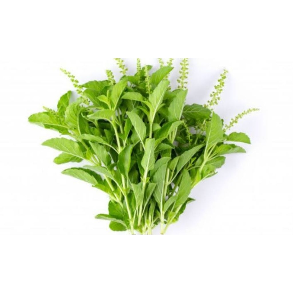 

Daun Kemangi Fresh Segar